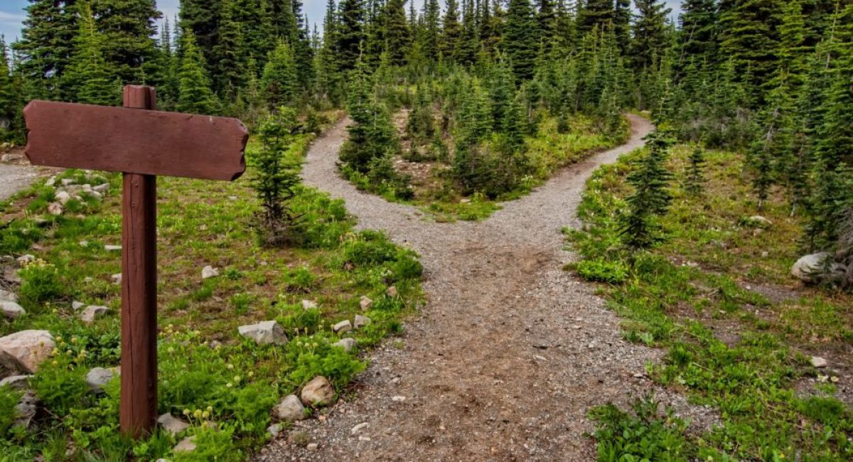 photo-of-pathway-surrounded-by-fir-trees-1578750